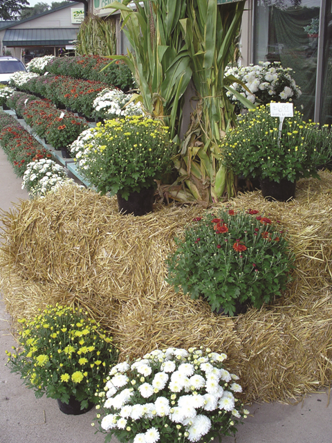 Fall Mums