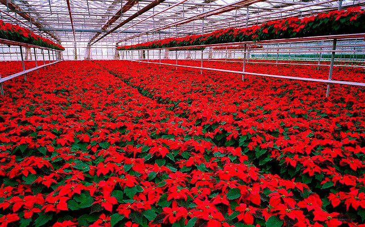 Poinsettias